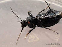 Дармоед на жужелице <br />A Parasite On A Ground Beetle