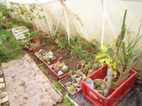 Тропики в саду — процесс <br />Garden Tropics