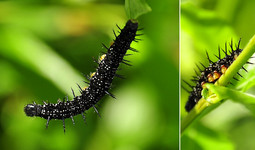 Нимфалидская гусеница <br />A Nymphalid Caterpillar
