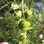 Наперстянка <br />Foxgloves' Seeds