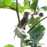 Самка чечевицы <br />Female Rosefinch