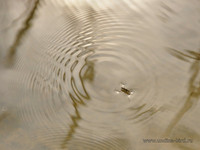 Водомерка и круги <br />A Water Strider And Water Circles
