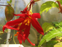 Клубневая бегония <br />Tuberous Begonia