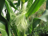 Кукуруза (женское) <br />Maize (Female)