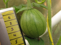 Арбузик растёт <br />Water-mellon Is Growing