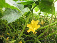 Огурец <br />Cucumber Flower