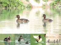 Хохлатая чернеть, самка с выводком<br />Tufted Duck, Female With Ducklings<br />