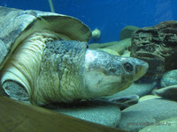 Калимантанская черепаха <br />Malaysian Giant Turtle<br />