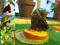 Дом бабочек в Таврическом саду <br />House Of Butterflies In Tavricheskii Garden