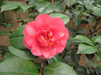 Камелия <br />Camellia