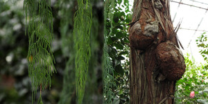 Кашмирское кипарисовое колено <br />Himalayan Cypress` Knee