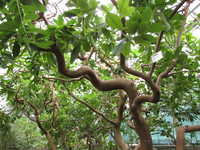 Земляничное дерево железистое <br />Strawberry Tree