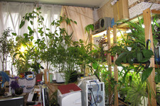 Сад тропический портативный <br />Portable Tropical Garden
