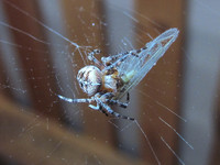 Первый паучок-крестовичок <br />First Garden-spider