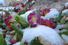 Примулы в снегу <br />Primroses In Snow