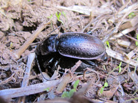 Жужелицы <br />Ground-beetles