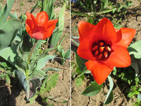 Тюльпан пестролистный <br />Tulip With Variagated Leaves