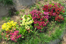 Много примул <br />Primulas — Lots Of Them