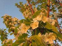 Цветение черешни в закатном солнце <br />Blooming Sweet Cherries In Sunset Light