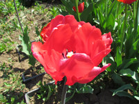 Тюльпан растрёпанный :) <br />Uncombed Tulip :)