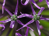 Декоративный лук совсем близко <br />Decorative Allium Close-up