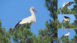 Ещё аист <br />One More Stork