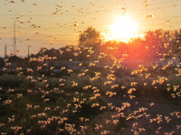 Солнечные комарики <br />Sunny Mosquitoes