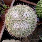 Кактус-смайлик <br />Smiley-cactus