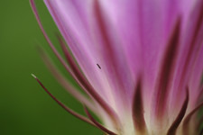 Эхинопсис <br />Echinopsis