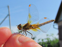 Редкое: стрекоза в руке <br />Rare Occasion: A Dragonfly On My Hand