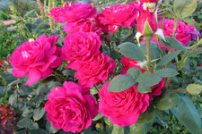 Розы <br />Rose