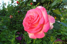 Роза <br />Rose