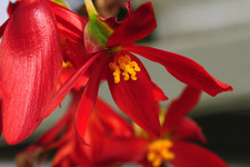 Клубневая бегония <br />Tuberous Begonia