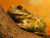 Пузырчатая жабовидная квакша <br />Trachycephalus Venulosus<br />