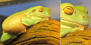 Зелёная древесная лягушка <br />Green Tree Frog<br />
