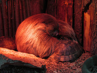 Двупалый ленивец <br />Two-toed Sloth<br />