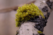 Мох и лишайник <br />Moss And Lichens