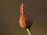 Декоративный лук <br />Decorative Allium