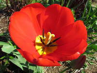 Тюльпан без чёрного <br />Tulip Without Black