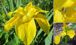 Ирис аировидный неправильный <br />Yellow Iris, Wrong