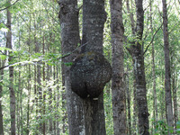 Чем дальше в лес… тем удивительнее <br />A Tree With A Butt