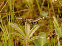 Махаон <br />Old World Swallowtail