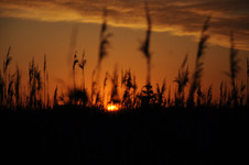 Солнце в тростнике <br />Sun In Reeds