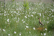 Большой веретенник <br />Black-tailed Godwit