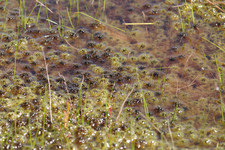 Утопающий сфагнум <br />Drowning Peat Moss