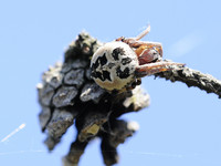 Крестовик роговой <br />Furrow Spider