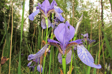 Ирис сибирский <br />Siberian Iris