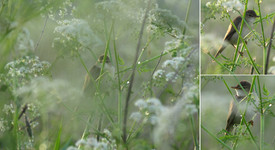 Болотная камышевка <br />Marsh Warbler