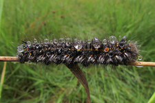 Гусеница травяного коконопряда <br />Drinker Moth Caterpillar