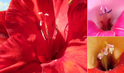Гладиолусовая серединка <br />Gladiolus Core